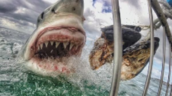 WATCH: N.J. woman who took #shark photo in South Africa describes how it happened bit.ly/1BXcf0m