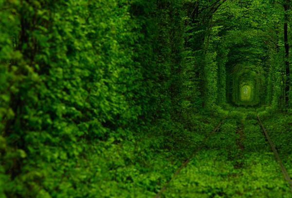 drunktwi's tweet image. "Туннель любви" (Ровненская область, Украина) в разные времена года