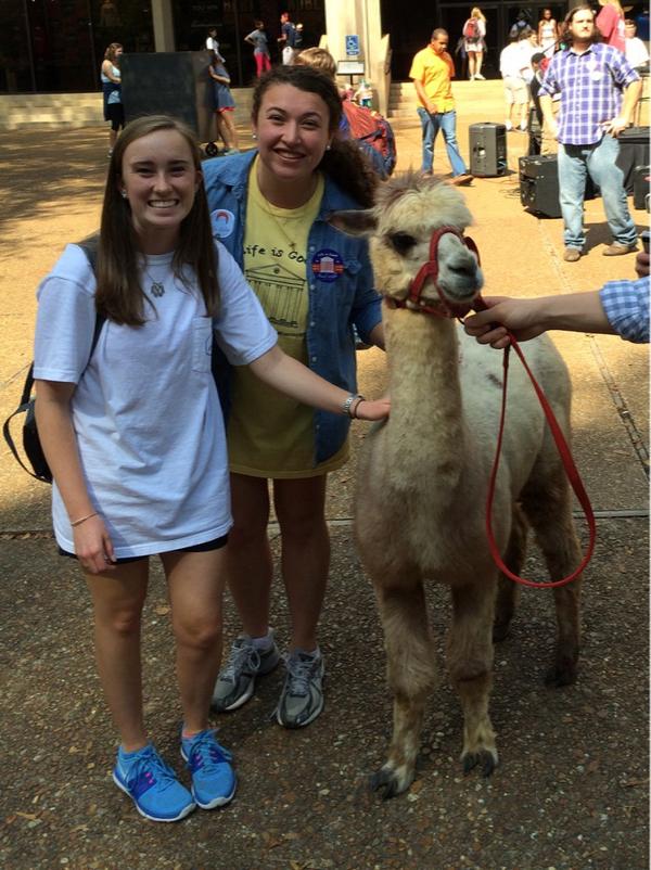 hoperstew's tweet image. Just hanging out with Rob&apos;s alpaca Yzma and @dbondi15 at the union 
#RobsRebs #RobTheRunoff
