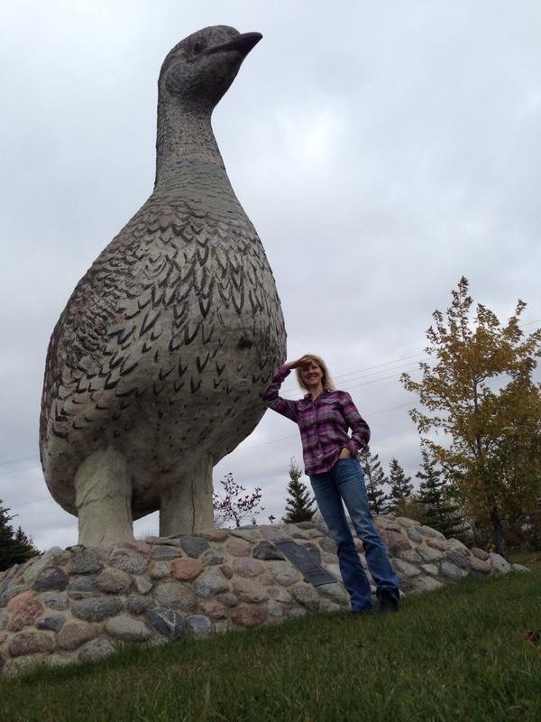 angheck's tweet image. Large Sharptail in #Ashern. Did I miss something big in Erickson?