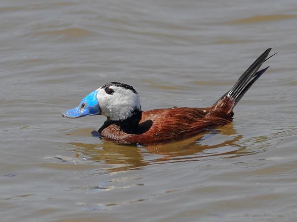 Another gallery update tomorrow will be of the Murcian White Headed Duck here's a taster for you! #whiteheadedduck