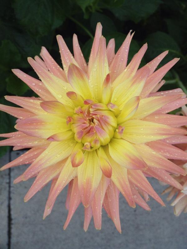 CarolDoheny's tweet photo. http://t.co/J9waalXAzk