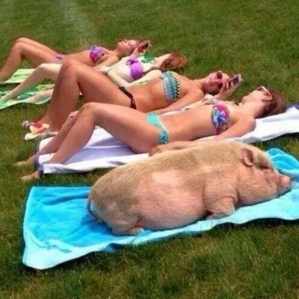 SOYFERLE's tweet photo. -Boluda veni pues a casa vamos a tomar sol
-pero estoy gorda :(
-ay boluda mentira re bien estas vos veni sique😉
- http://t.co/FIbGyaEDCU