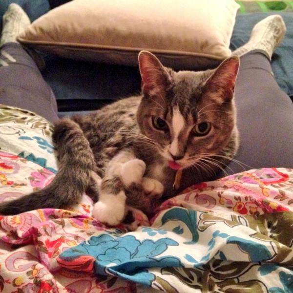 TheSmitchell's tweet image. Home from #alphadev and Suddenly Cat. Still waiting on mealtime... HAMs.