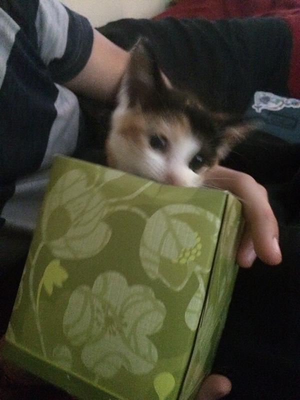 jlwesel's tweet photo. And just look where we found Cleo #cute #CatsOfTwitter http://t.co/Ljtr0ngPyj