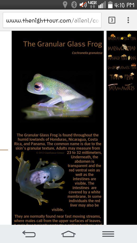 Blinert18's tweet photo. Check out the Granular Glass Frog #aubioverts http://t.co/LED4gIkHPN