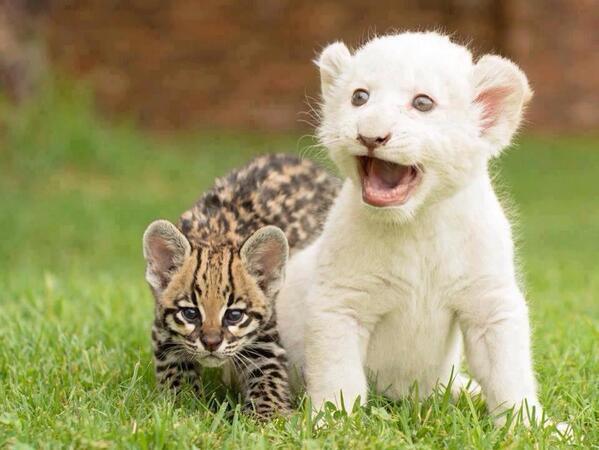 _Paisajes_'s tweet photo. Bebé de león blanco y de ocelote. Que ricura!! http://t.co/xQVzj58rkY