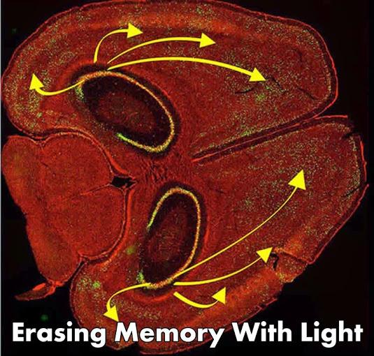 Christopher Maricle (@chrismaricle) on Twitter photo “<a href="/neuro400/">WheatonNeuro</a>: Erasing Memory With Light neurosciencenews.com/optogenetics-e… #science #neuroscience ” “<a href="/neuro400/">WheatonNeuro</a>: Erasing Memory With Light neurosciencenews.com/optogenetics-e… #science #neuroscience ”