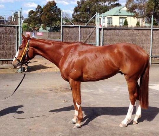 tabcomau's tweet photo. No matter how many ways we look at it... still looks like a horse. RT @tonygollan #LooksliketheCat. #BettingSeason http://t.co/4oJylS9snk