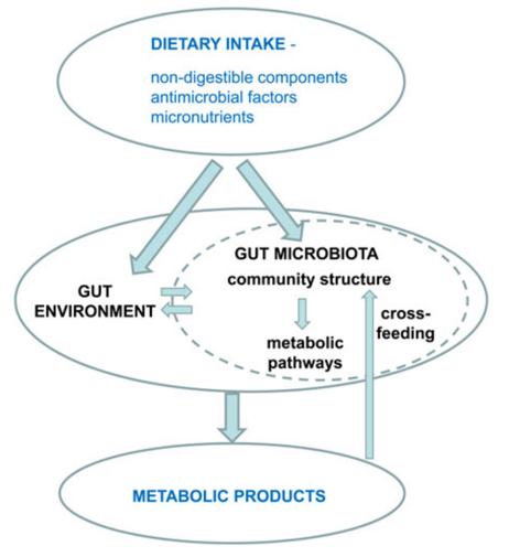 <a href="/JeffreyBlandPhD/">Jeffrey Bland, PhD</a>: your diet impacts gut hormones, microbial metabolites &amp; your gene expression highintensityhealth.com/drbland