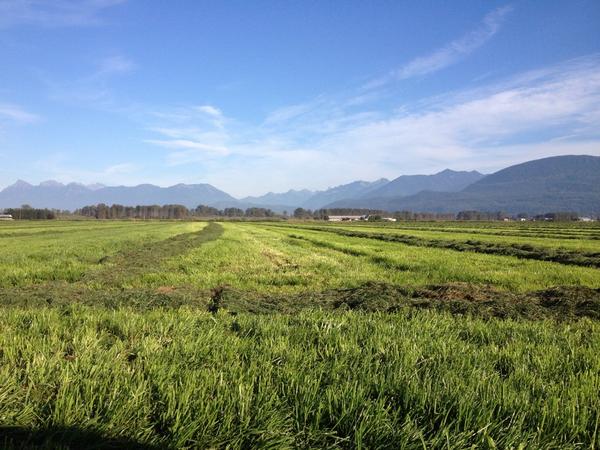 A gorgeous day in the Fraser Valley for our 5th cut of grass!
