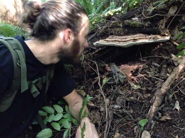 jamesinthewoods's tweet photo. Ganoderma applanatum in #cascadia http://t.co/LEiNKq0rkn