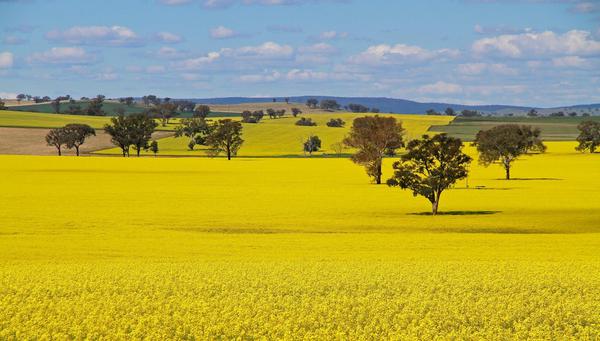 Canola in full bloom.. #NSW