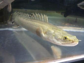 東京タワー水族館 でした Al Twitter ポリプテルスは古代魚の仲間ではるか昔から姿を変えずに生き残ってきた魚です 実は彼らは飼育 が容易で ご家庭でも飼えちゃうお魚なのです 古代魚には家で飼育できるお魚もたくさんいます 身近な古代魚達の魅力に 触れてみて