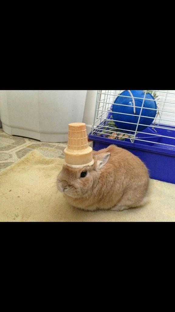 Ice cream cone 🍦