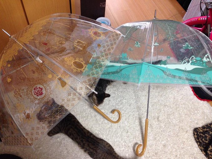 セブンイレブンのディズニープリンセスの傘は予約必須 人気は 情報発信 気になるアンテナ