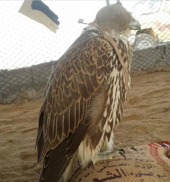 055115511's tweet photo. "@SaqarQ8: اخبار_الصيد#علوم الطواريح #السعود��ة#طرح#طير خدج طير فرخ تام البارح في الابيض شمال الوجه عند الحويطي http://t.co/QBlf39R9JM"