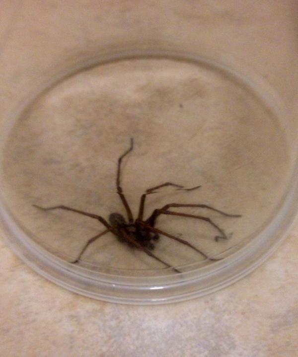 kylerowe's tweet image. You may have 8 legs but you will not out-run my plastic cup... 
Rowe 1 Spider 0. Ooooosh!! #98problems