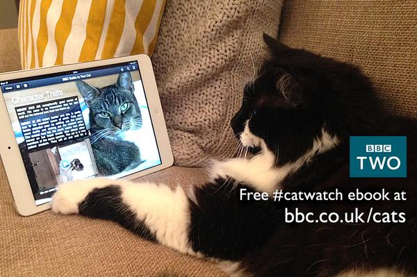 BBCcats's tweet photo. .@DeborahMeaden Thanks for watching #CatWatch2014 More great cat facts in our free ebook. http://t.co/VhIdVR19tm http://t.co/mef8Cws3gF