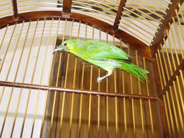 Tuitove Ss Sdrzhanie Ot Medan Bird Medanbird Twitter