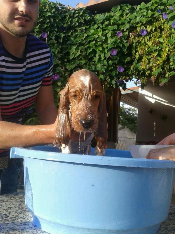 lauramontescast's tweet photo. El primer baño de mi gordaa!!!! :)) http://t.co/TTsbqJIGmr