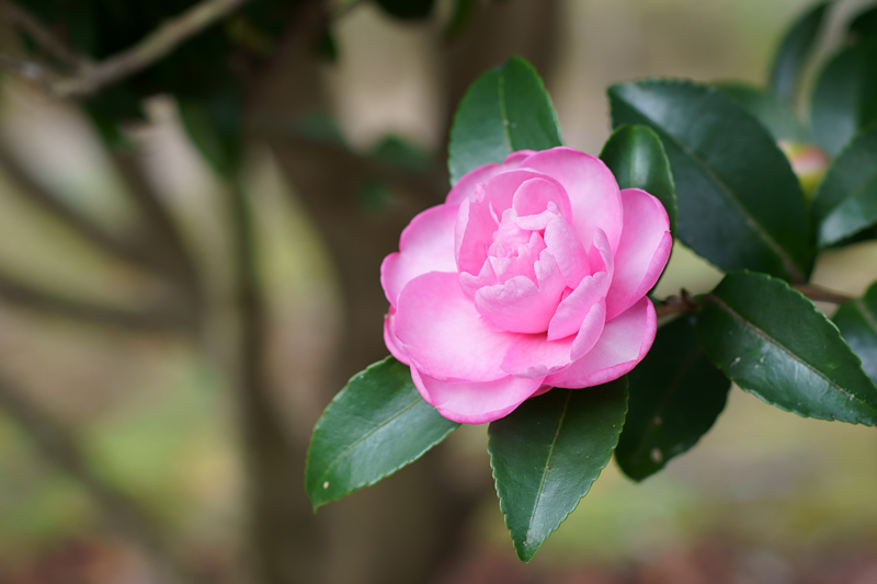 はる オトメサザンカ 山茶花と椿はよく似てますけど これまた両方にオトメがある オトメサザンカです オトメツバキもかわいい花で甲乙つけがたい Http T Co K8ffwwe71c Twitter