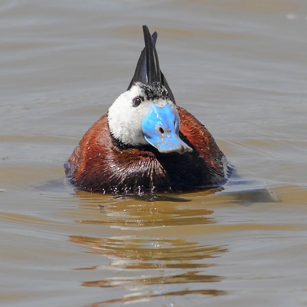 5 photo White Headed Duck gallery now live here >> stevenesbitt.co.uk/whiteheadedduck #whiteheadedduck