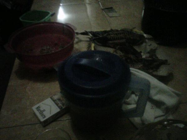 Ooleng antil morning