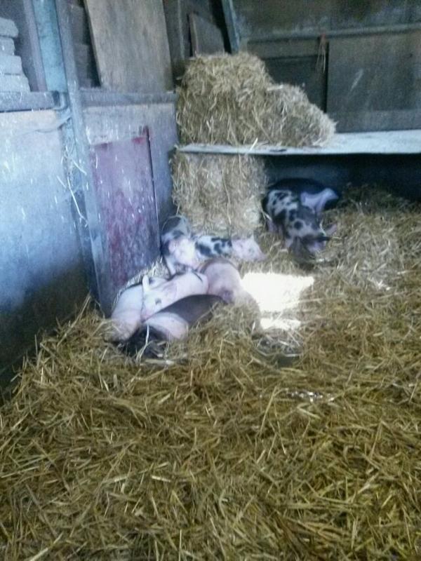 MECehv's tweet photo. En doe aub de groetjes aan de nieuwe biggetjes. Ze zijn er pas sinds gisteren en voelen zich nog niet zo thuis :) http://t.co/bGIZ9hdUl8