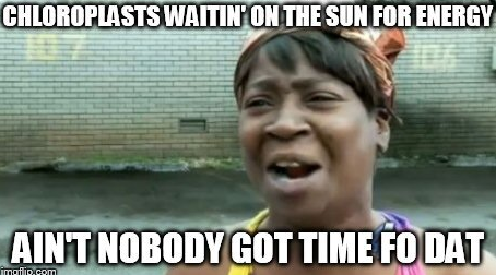 radicalysosome's tweet photo. wow chloroplast.. waiting on the sun to do your job #lazy #CatFootMVO http://t.co/pF4XAxlAZC
