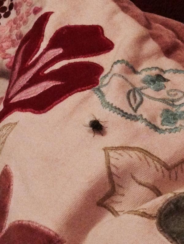 tallulahpeters2's tweet photo. AHH #flyinvasion http://t.co/8oRiytiEyt
