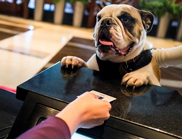VdaraLV's tweet photo. Your four-legged friend can #DoVegasDifferently at Vdara, as well! http://t.co/ykw41SnmTq http://t.co/689vXAwSkr