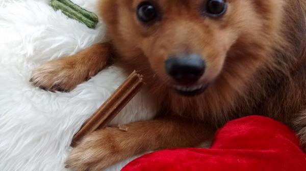 matesymasmates's tweet photo. EH!!!Por fin viernes #migranperromini. #pomerania #Yosi http://t.co/a4xu4cRMuV