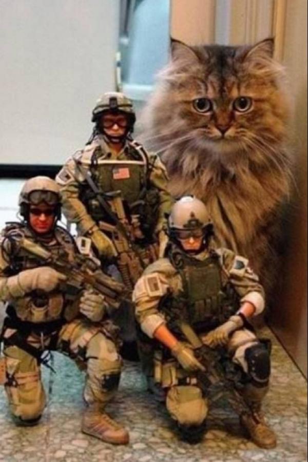 SwwetHelen's tweet photo. Морские котики. http://t.co/qf11smcxEG