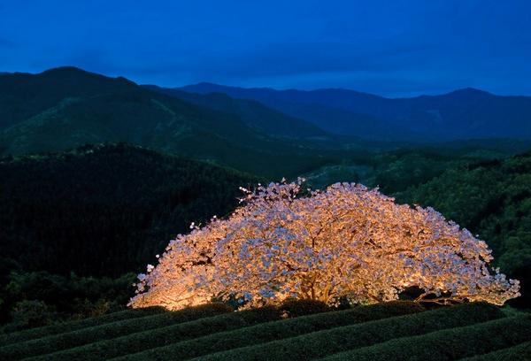 Superb view, Toyama Cherry blossom tree in KUMAMOTO
jab.tokyo/?p=1899   #japan #travel