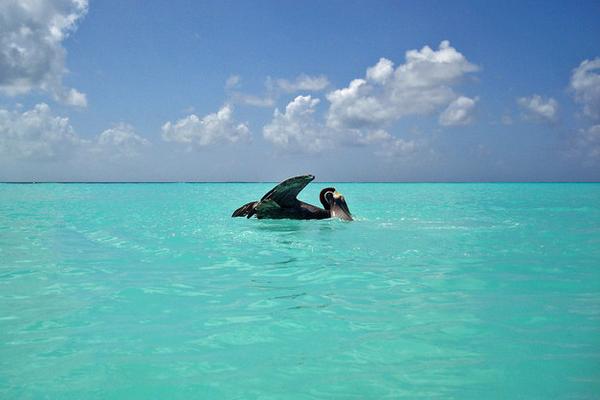 LosRoquesGuide's tweet photo. Ven a #LosRoques y sumérgete en un mundo de experiencias inolvidables!
http://t.co/lxj0fhk99T http://t.co/CcKl6wPgoe