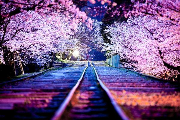 Japan beautiful “HANAMI” picture best 8 jab.tokyo/?p=1842 #japan #japanese #travel
