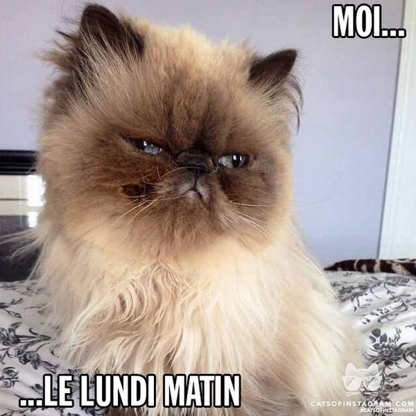 Moi le lundi matin... -_- ' - scoopnest.com