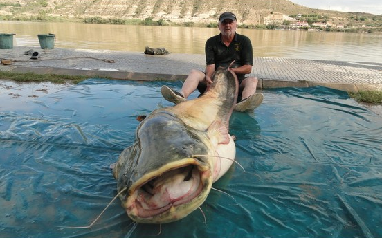 TackleWarehouse's tweet photo. .@Fishhound reports a potential New World Record #catfish from the UK! #BFF #bigfishfriday http://t.co/DxchOe67Py http://t.co/8HXGgL7Xs2