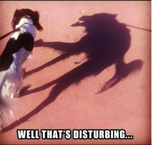 That's Good Bacon tweet media