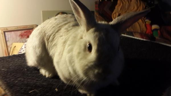 Jacob Botha tweet media