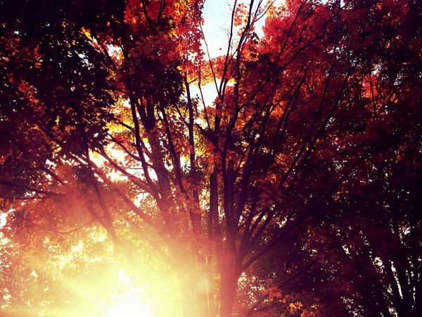 SamChampion's tweet photo. “@CollinGrossWx: @SamChampion Fall colors in Edison, New Jersey! http://t.co/Fba3q9Tx3I”GR8 COLOR