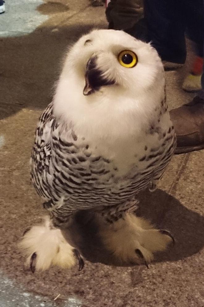 Embedded image permalink