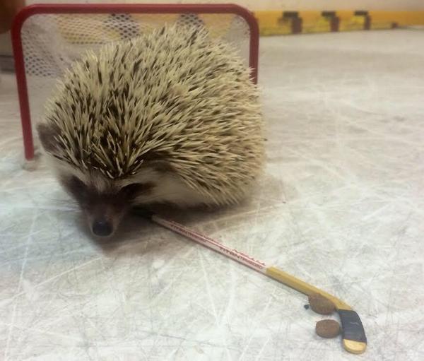 ItsCanadasGame's tweet photo. RT if this hedgehog is a better hockey player than you http://t.co/w2dU6C9OUe