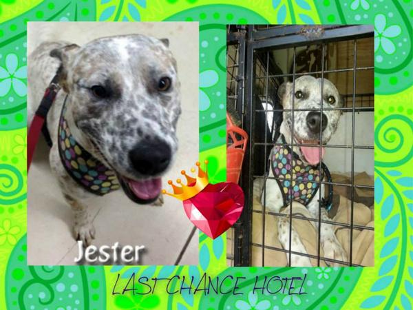 The_Animal_Team's tweet photo. #K9 hour #foser JESTER Australian cattle dog adorable loon,under 1yo excel #agility @The_Animal_Team good dogs http://t.co/GKmsgKlOw8