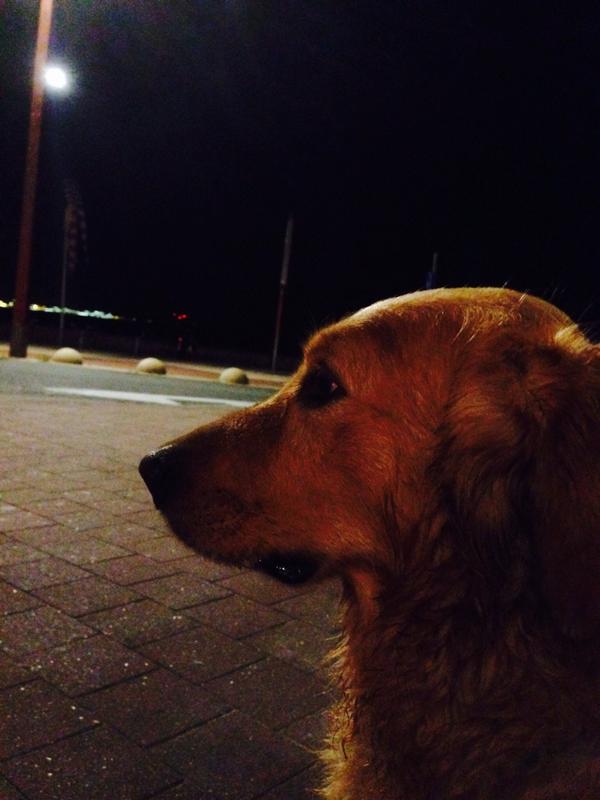 “<a href="/veerle_ronsse/">Dr Veerle Ronsse, dvm, phd 🏳️‍🌈(authentic)</a>: A party animal in disguise #Belgium ” <a href="/Canine_Rights/">Michael</a> <a href="/_AnimalAdvocate/">ANIMAL ADVOCATE  Ⓥ</a> <a href="/ShyMoonEyes/">Twilight Butterfly</a> @kimczwicker