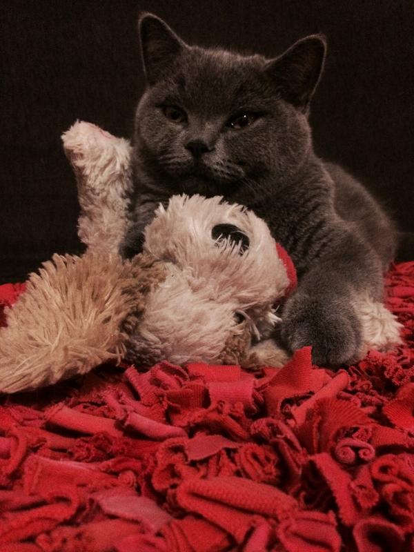 MariinaaMar's tweet photo. Pepito y su follamiga 😺❤️🐶!! 👉👌 http://t.co/bqbTo66U2Q