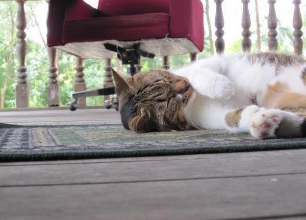sssSHAaaa's tweet photo. In memory of zhezheauy. My best bud. Together for almost 5yrs.till today can't believe I lost man 😢😞 http://t.co/dFMqaf0lHN