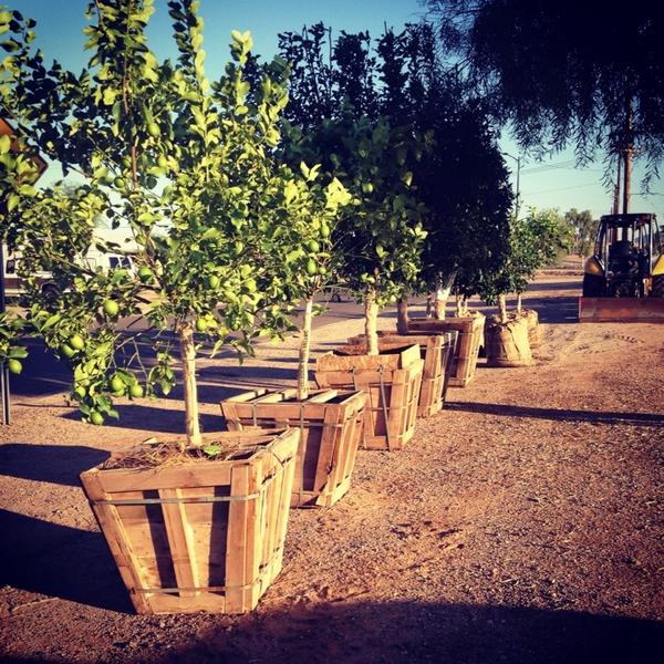 lysistratacloud's tweet photo. Let the tree planting season begin! #15trees #foodforest #reinventphx #ilovePHX #balsz #treegeek http://t.co/IU28ZGw5G7
