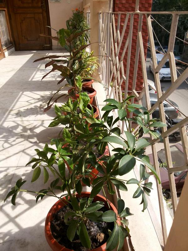 Nothings more relaxing than #Saturday morning balcony #gardening. #Ultimaterelaxation.